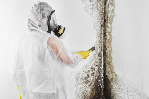 Why You Should Choose Our Mold Remediation Services in Diboll, TX